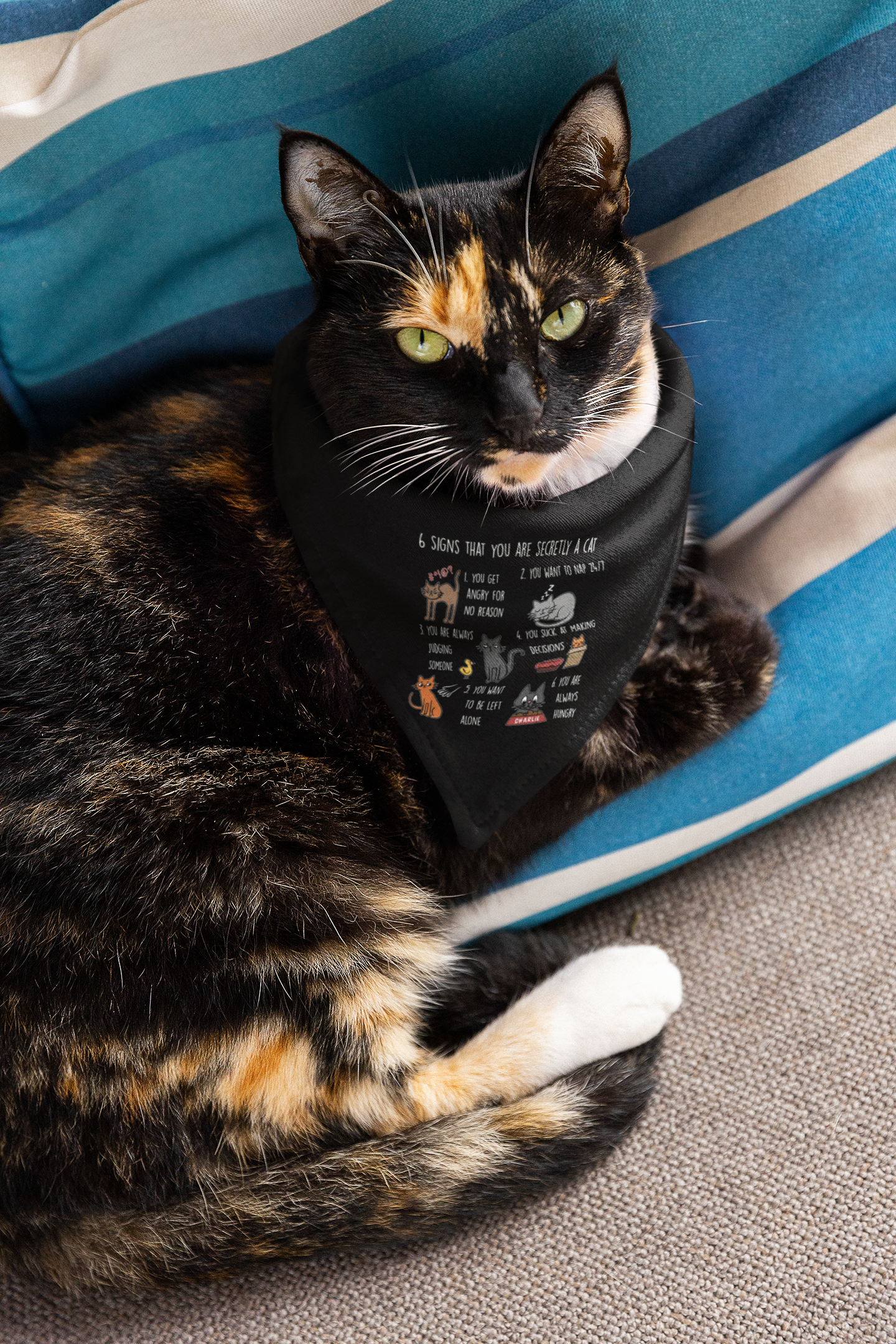 🐾😹 6 Signs That You Are Secretly a Cat Design DTF Transfer FT275